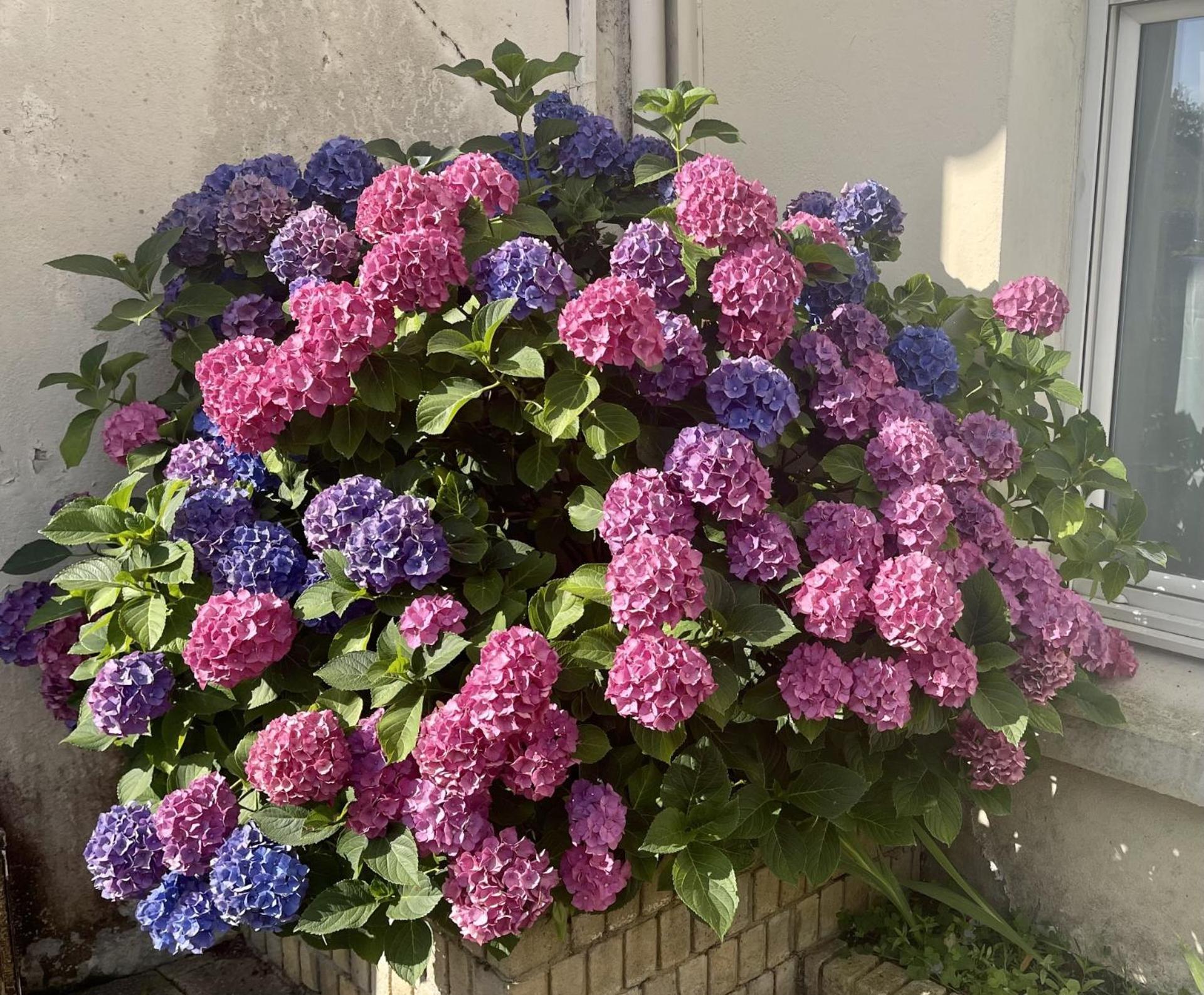 Maison De Bourg Sans Jardin * Pleucadeuc